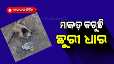 ମାଙ୍କଡ କରୁଛି ଛୁରୀକୁ ଧାର; ନେବ କି ପ୍ରତିଶୋଧ