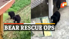 Bear Rescued