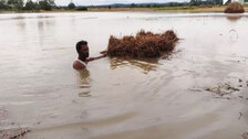 Cyclone Jawad Impact: Unseasonal Rain Shatters Hopes Of Farmers In Several Odisha Districts