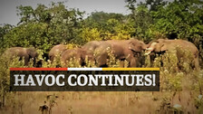 Elephants Enter Village, Elephants Destroy Crops, Elephant Havoc