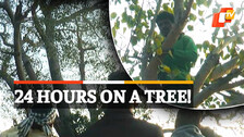 24 Hours On A Tree! 