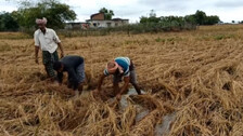 Odisha CM Announces Rs 507 Crore Package For ‘Jawad’ Hit Farmers