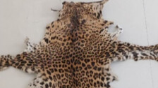 Leopard Skin Seized In Odisha's Khordha, 1 Held