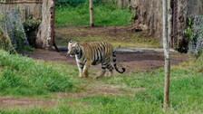 126 Tiger Deaths Recorded In India In 2021: NTCA