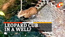 Leopard Cub Rescued, Leopard Inside Well
