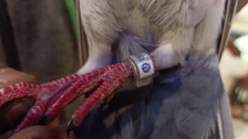Racing Pigeon