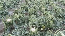 Unseasonal rains lash Odisha in woe for farmers