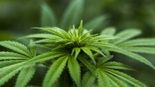 Cannabis Compounds Can Stop Covid Virus From Entering Human Cells: Study