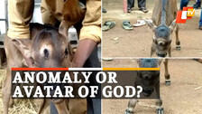 Three Eyed Calf, Cow Calf, Cow Calf With Three Eyes