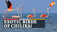 Exotic Birds Of Chilika!	