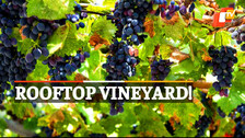 Grapes Farming, Pune, Maharashtra