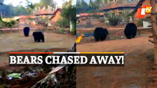 Bears Chased Away!	