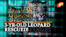 Leopard Rescued, Forest Department, Coimbatore, Tamil Nadu