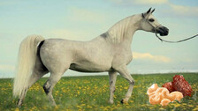 Pure-Bred 'Horse Trading' Made Free