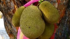 Odisha Plans Largescale Production Of Jackfruit