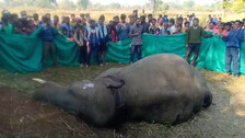 Elephant Dead