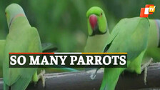 Parrots Flock House