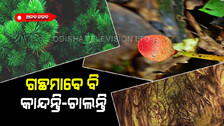 ଏମିତି ଗଛ ଯେଉଁମାନେ କାନ୍ଦନ୍ତି, ଚାଲନ୍ତି ଆଉ ଖାଇବାକୁ ବି ମାଗନ୍ତି