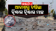 ଆକାଶରୁ ବର୍ଷିଲା କ୍ୱିଣ୍ଟାଲ କ୍ୱିଣ୍ଟାଲ ମାଛ, ଖୁସିରେ ନାଚିଲେ ଜନତା