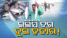 ଜାଲରେ ପଡୁଛି ଟନ୍ ଟନ୍ ଇଲିସି : କିଲୋପିଛା ଦେଢରୁ ଦୁଇ ହଜାର ଟଙ୍କା