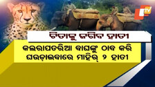 ଚିତାଙ୍କୁ ଜଗିବେ ସିଦ୍ଧାର୍ଥ ଓ ଲକ୍ଷ୍ମୀ : ଦୁଇ ହାତୀଙ୍କ ଉପରେ ସୁରକ୍ଷା ଭାର