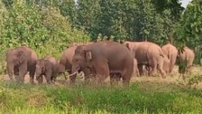 66 elephants died in Odisha in last one year: Report