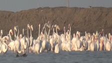 Chilika lake