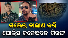 ଖାକି ବର୍ଦ୍ଦିର ସୁଯୋଗ ନେଇ ଗଞ୍ଜେଇ ଚାଲାଣ କରୁଥିଲେ, ଏବେ ବନ୍ଧା ହେଲେ