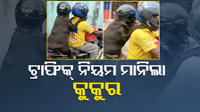 ହେଲମେଟ୍‌ କେତେ ଜରୁରୀ ? ମଣିଷ ମାନୁନାହାନ୍ତି କିନ୍ତୁ କୁକୁର ମାନୁଛି