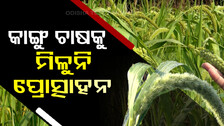 millet farming