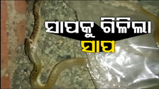 ଉଦ୍ଧାର ହେଲା ୩ ଫୁଟିଆ ନାଗ ସାପ