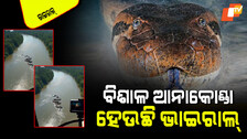 Viral Video: ପାଣିରେ ପହଁରୁଛି ବିଶାଳ ଆନାକୋଣ୍ଡା; ଭିଡିଓ ଦେଖି ଶ୍ୱାସ ଅଟକିଯିବ!