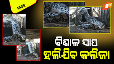 Huge python snake found in village 