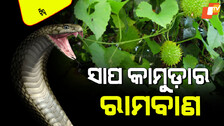 Spiny gourd Leaves which removes snake venom give results in just 5 minutes