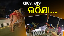 Drunk Man Riding Camel: ହାଇୱେରେ ଧାଉଁଥାଏ ଓଟ, ପିଠିରେ ଶୋଇଥାଏ ମାତାଲ୍; ଘଟିଗଲା କିଛି ଏମିତି...