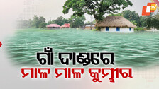 ସାବଧାନ ! ଗାଁ ଦାଣ୍ଡରେ ଖେଳୁଛି କୁମ୍ଭୀର; ସବୁଠି କୋକୁଆ ଭୟ...