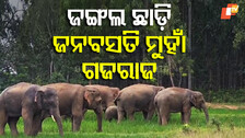 Elephant Menace 