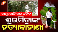 JamusKoliTree JamusKoliTree