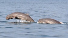 Irrawaddy-dolphins