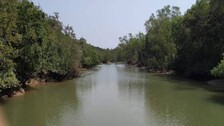 Shield against cyclones: Odisha to have more mangrove forests in coastal belts