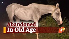 Old Horse 