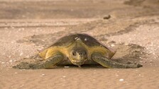 Olive ridley