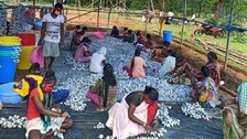 Sericulture
