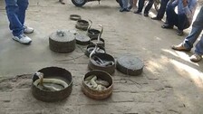 11 Cobras Rescued