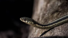 Snakebites surge during monsoon: Father and son fall victim in Mayurbhanj