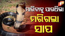 Snake