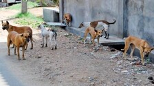 dogs predict earthquake