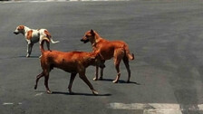 Stray dog menace: Supreme Court issues new norms against leftover food disposal in court premises