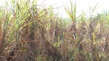 Sugarcane-farming-in-Kalaha