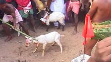 Animal Sacrifice, Sulia Yatra